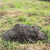 Coral Springs Mole Control by Florida's Best Lawn & Pest, LLC
